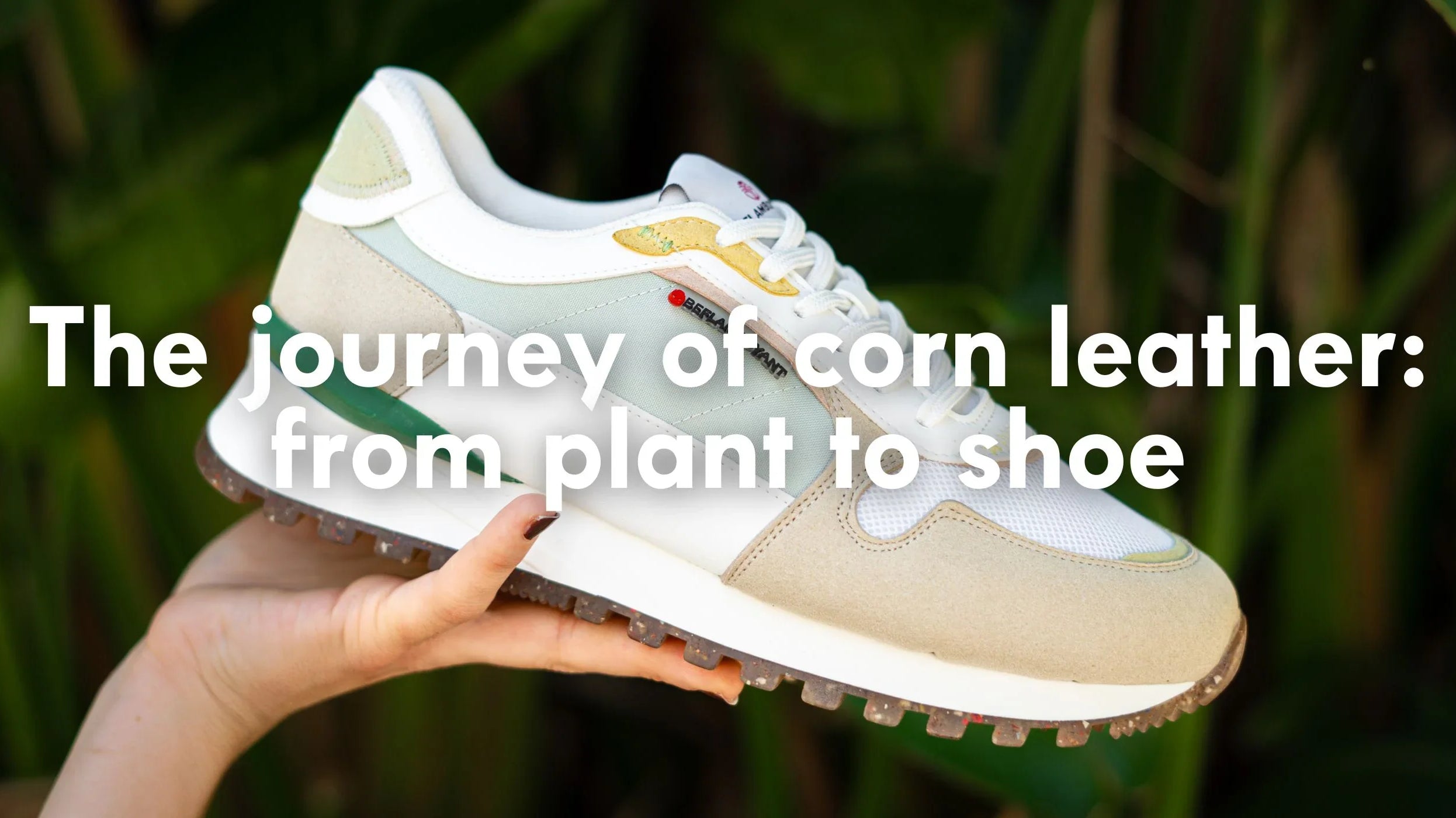 The journey of corn leather: from plant to shoe